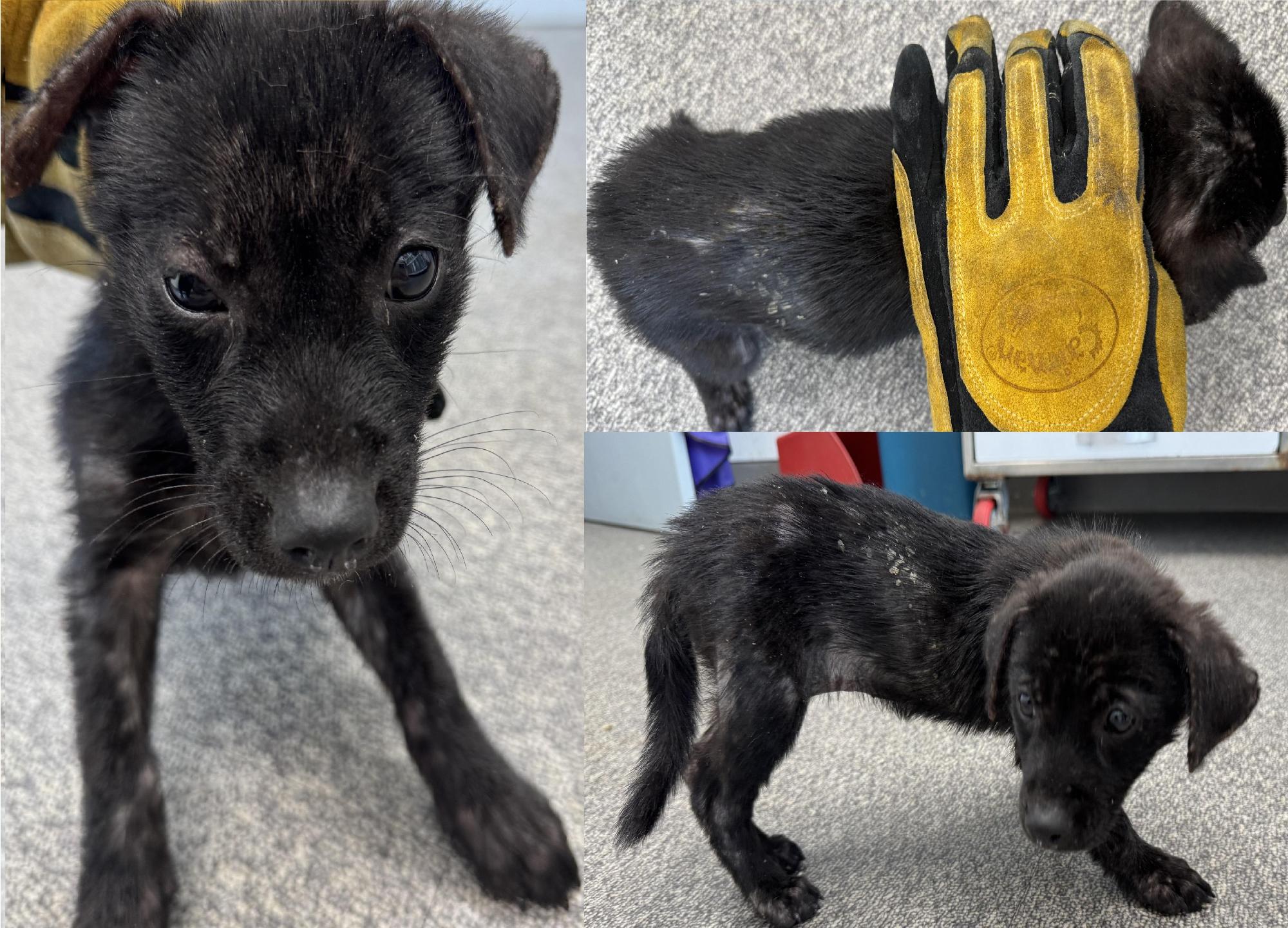 보호중 믹스견의 가…